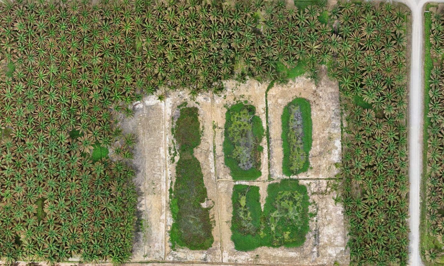 Kebun kelapa sawit dari udara, Kalimantan